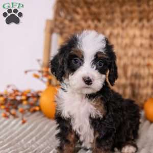 Helen, Mini Bernedoodle Puppy